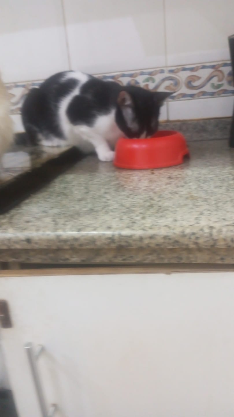 Customer photo review of Cat Adult