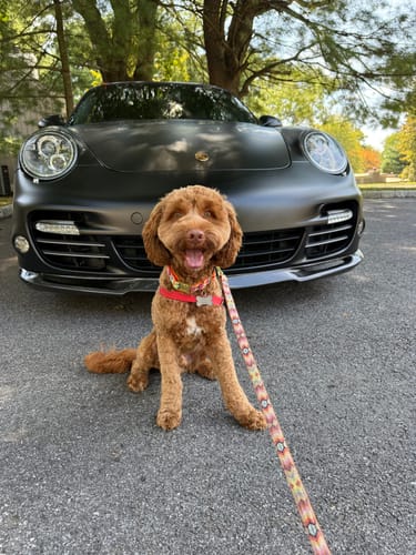 Customer photo review of Signature Gold Bones