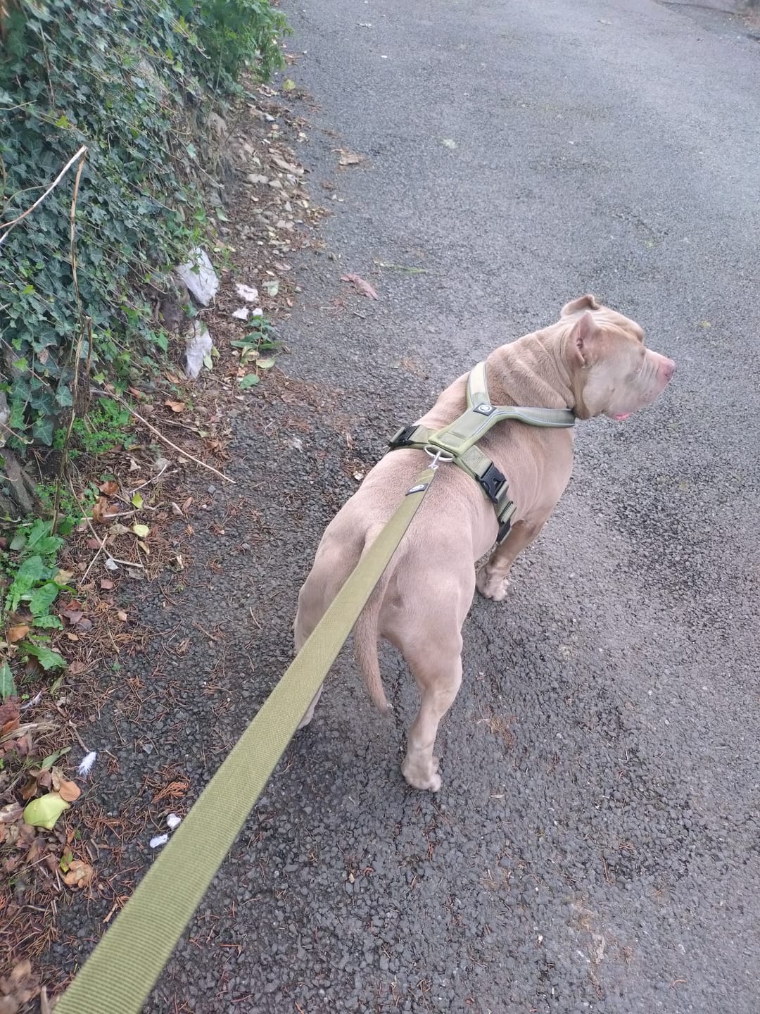 Customer photo review of Slip on Harness | Foam Padded - Khaki