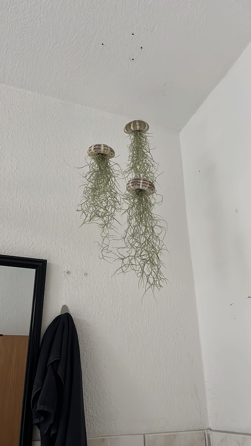 Customer photo review of Tillandsien Qualle - 3er Bundle