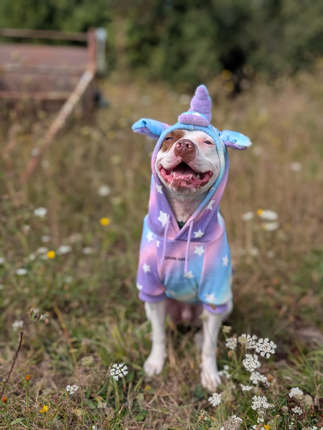 Customer photo review of Halloween Dog Hoodie - Unicorn