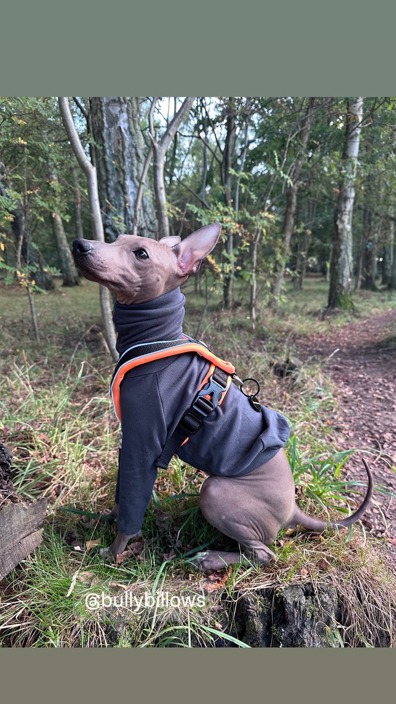 Customer photo review of Slip on Harness | Foam Padded - Black x Orange