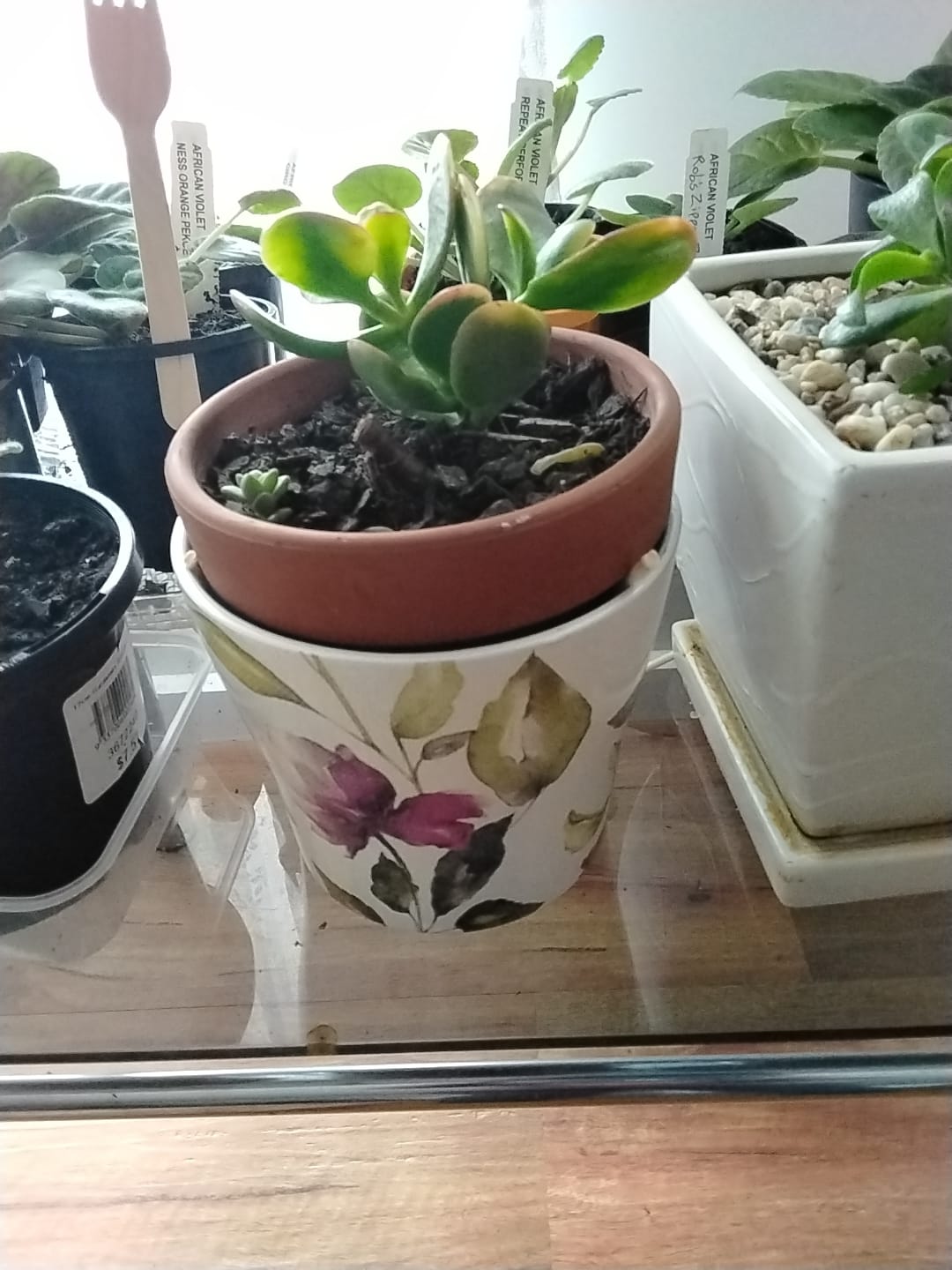 Customer photo review of Crassula ovata 'Hummel's Sunset'