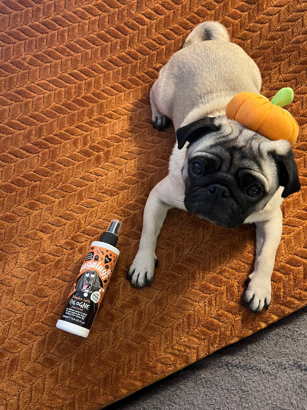 Customer photo review of Spooky Edition: Pumpkin Latte Bundle (Shampoo + Cologne)