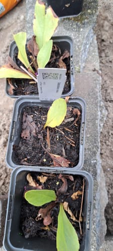 Customer photo review of Twaalfgodenkruid - Dodecatheon meadia