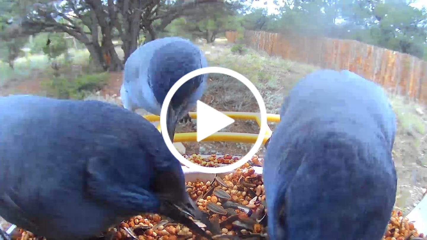 Customer video review of Birdfy Feeder - AI-Powered Smart Bird Feeder with Camera
