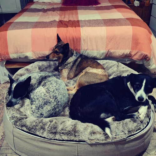 Customer photo review of Large Premium Dog Bed Cover