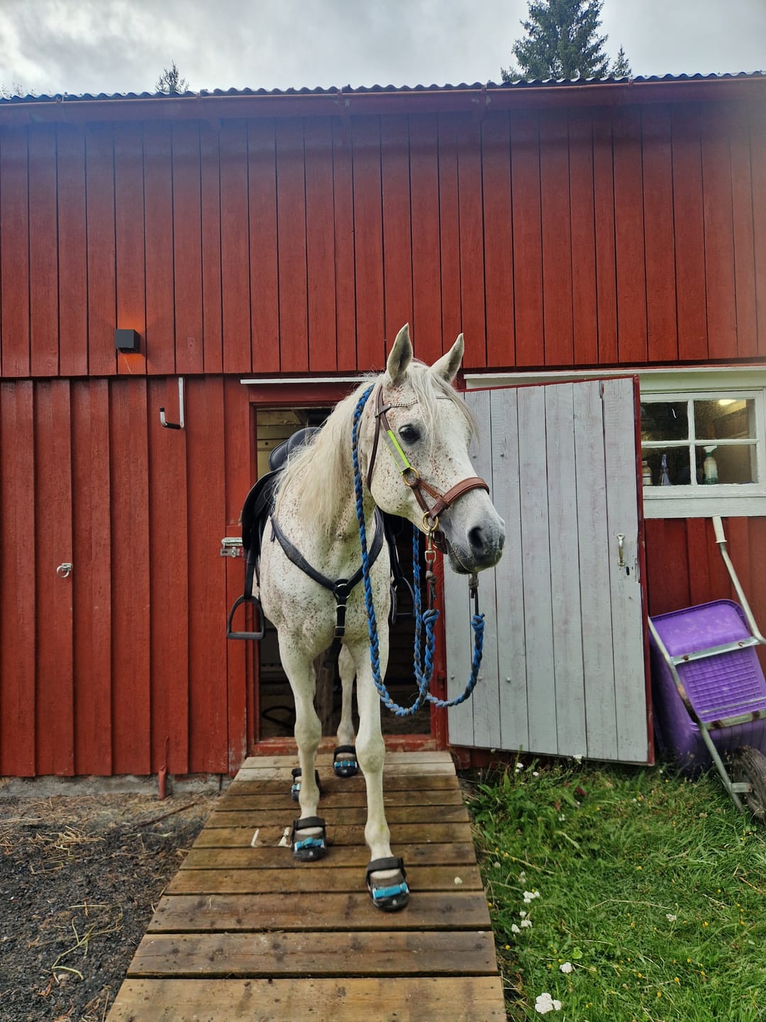 Customer photo review of Renegade® Classic Hoof Boot Seconds - Black Knight