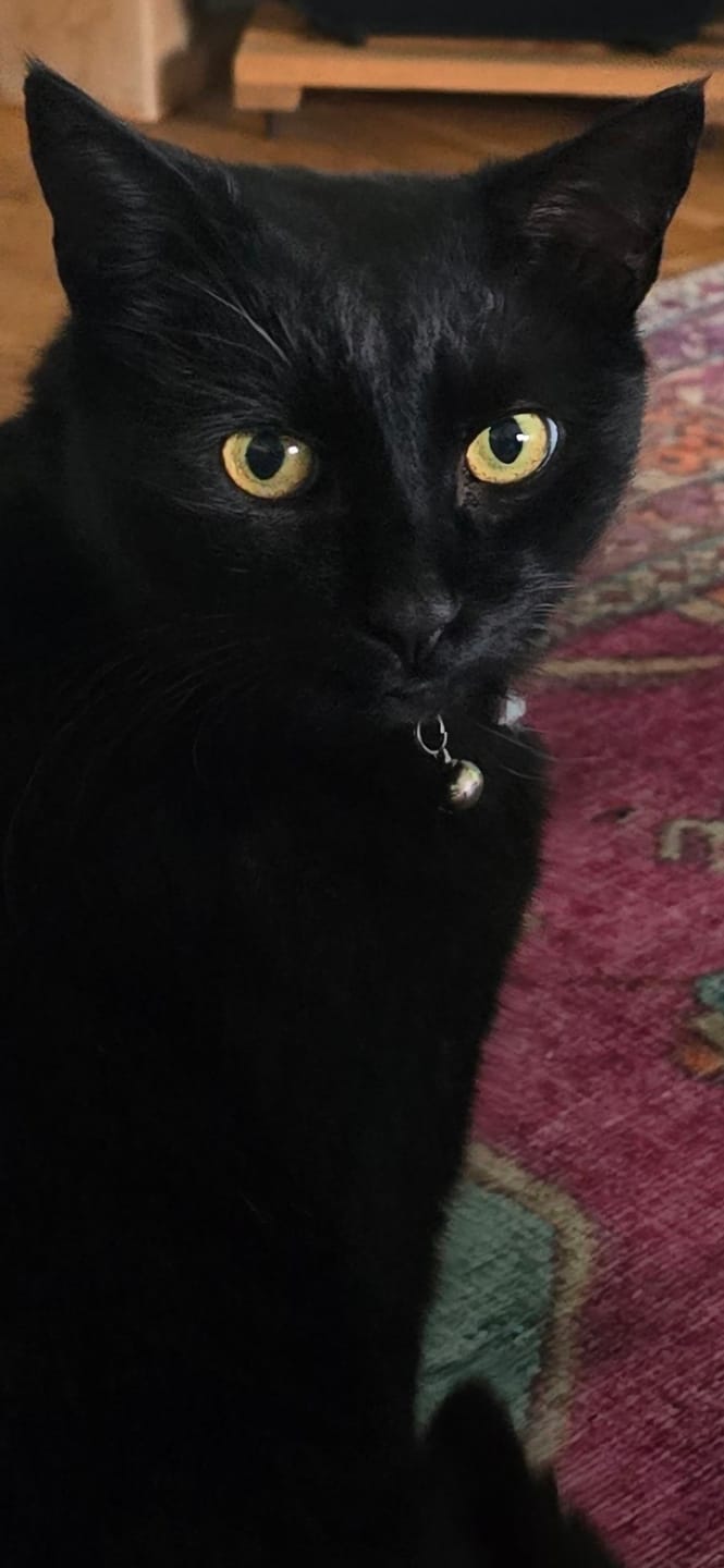 Customer photo review of Norwegian Salmon Oil For Dogs & Cats