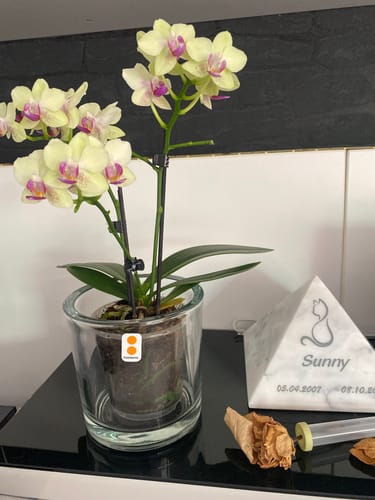 Customer photo review of Table Dance Sunny mit gelben Blüten und 3 Rispen