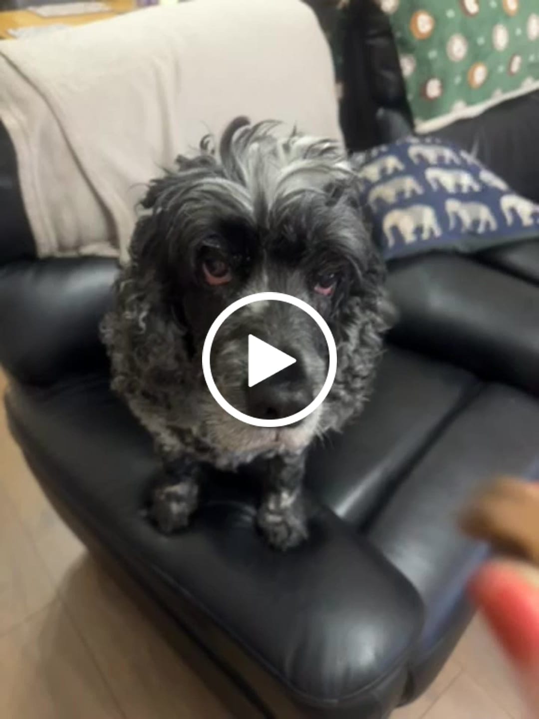 Customer video review of Total Urinary Care Treats for Dogs