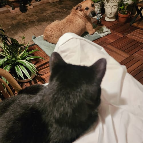 Customer photo review of Fit Litter PLUS - 3 month supply - 2 cat