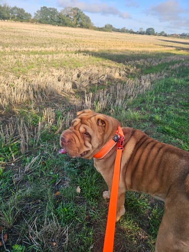 Samantha H. review of Ladder Combat® Multiple Handles Lead - Orange image 1 out of 2