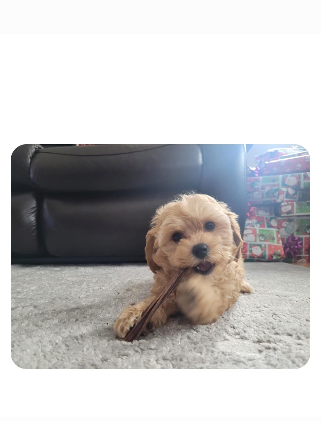 Customer photo review of 6 Inch Thick Braided Bully Stick