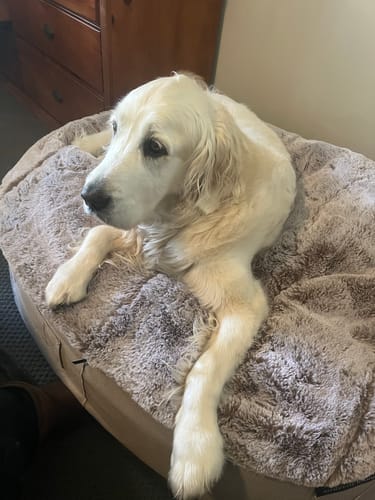 Lisa O. review of Large Premium Dog Bed Cover image 1 out of 1