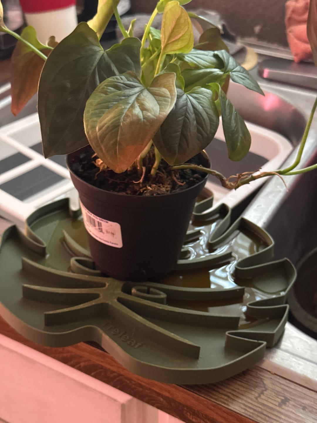 Customer photo review of Tera Sausr - Leaf-shaped Pot Saucer - Drip tray for houseplants - Humidity tray