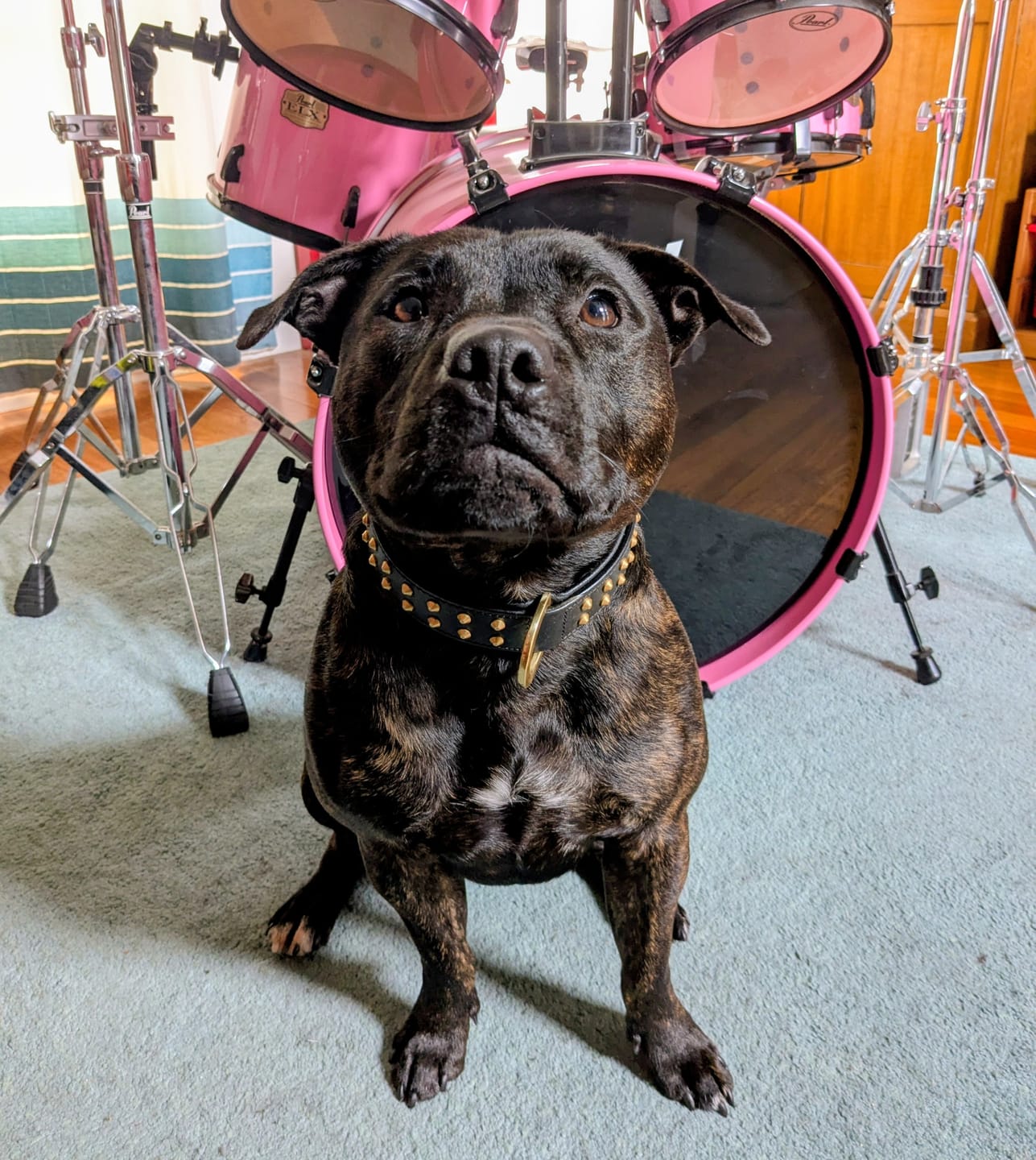Customer photo review of Hand Made Leather Dog Collar- RuffNeck Black & Brass (Regular Fit)