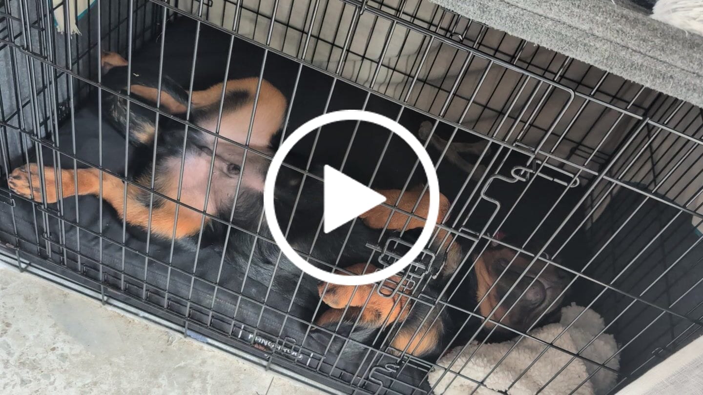Customer video review of Kangaroo Dog Crate Mat
