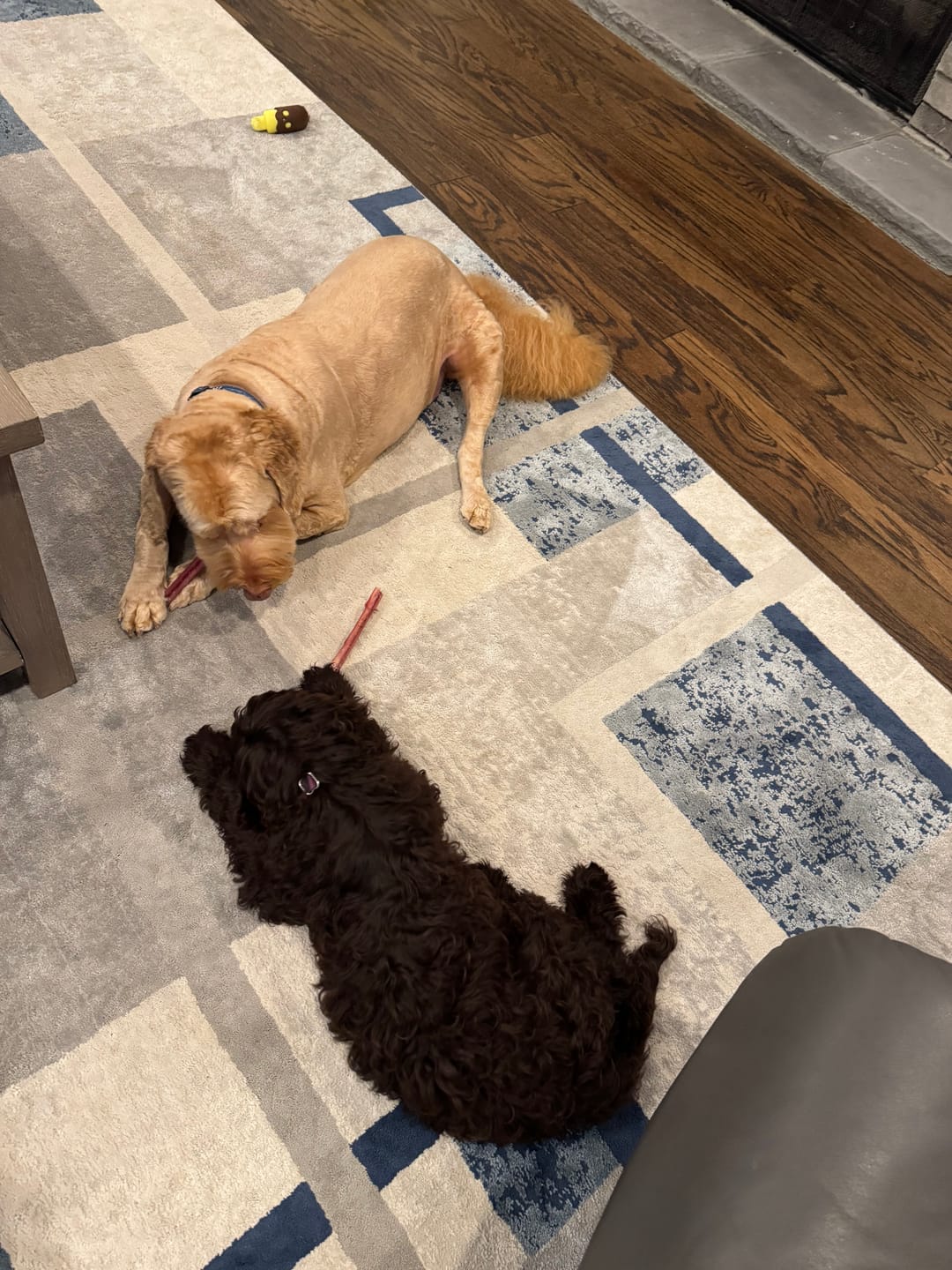 Customer photo review of 12 Inch Standard Bully Sticks