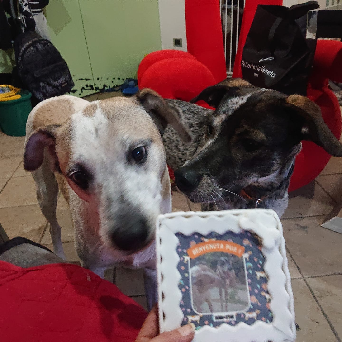 Customer photo review of Fotogenica 2 Torta Per Cani con Fotografia e Messaggio