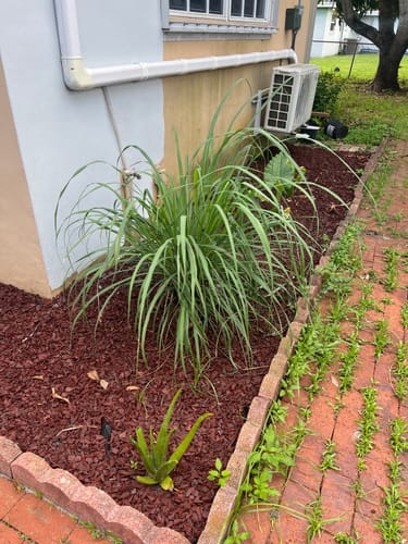 Customer photo review of Lemongrass