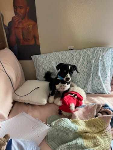 Custom Petslify plush reviewed by Kristin C., handmade replica of their dog