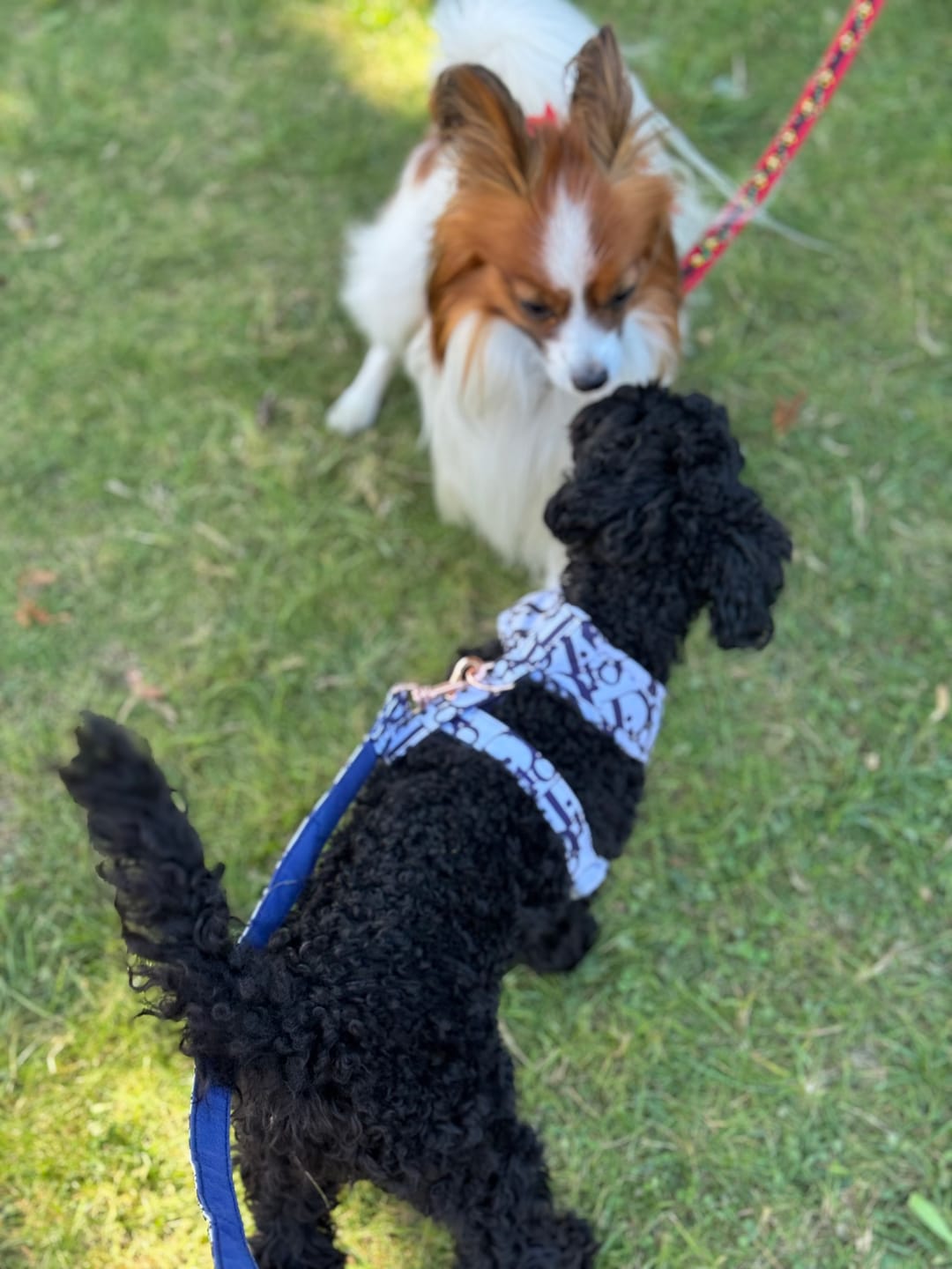 Customer photo review of DOGIOR HARNESS & LEASH SET