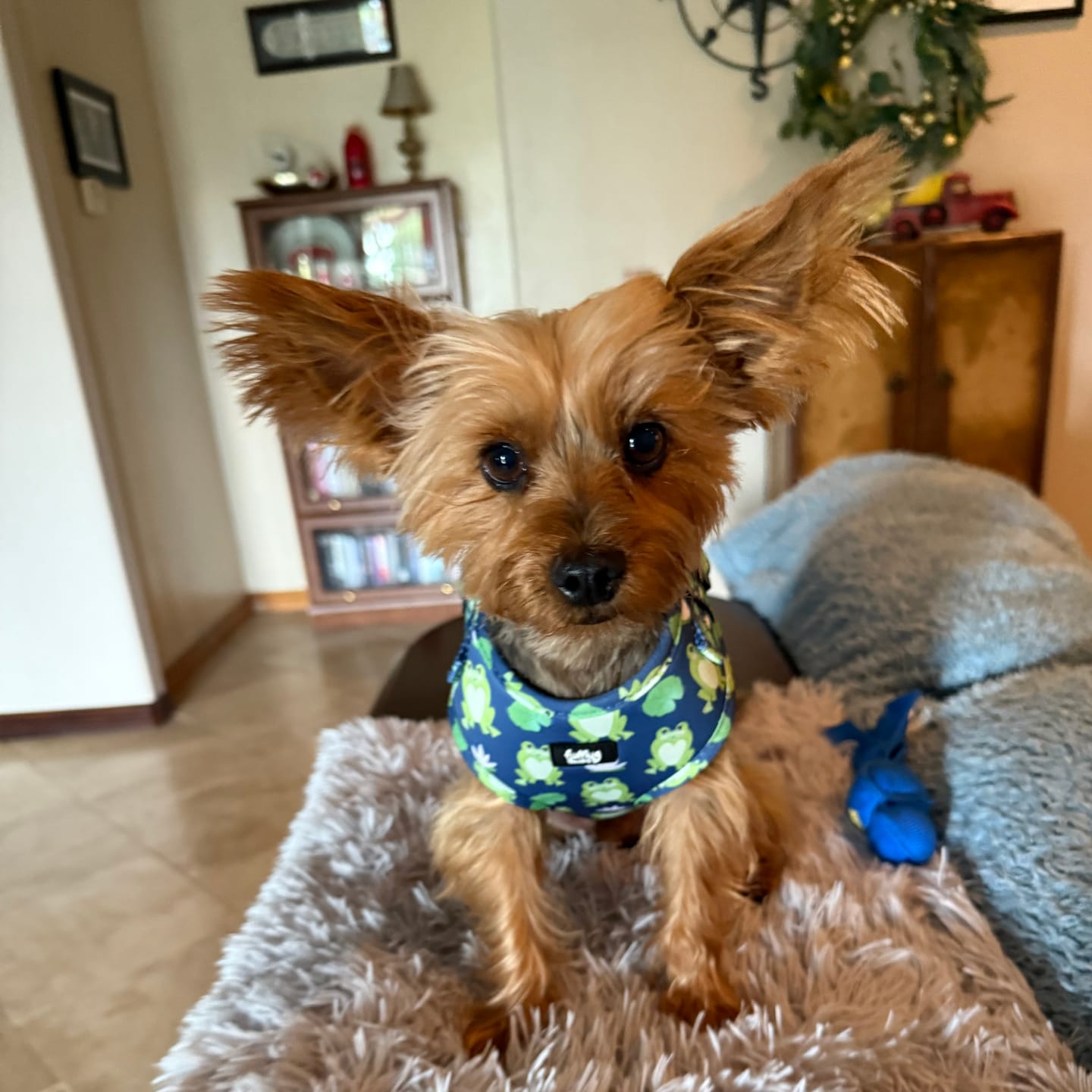 Customer photo review of Adjustable Dog Harness - Frogging Fabulous