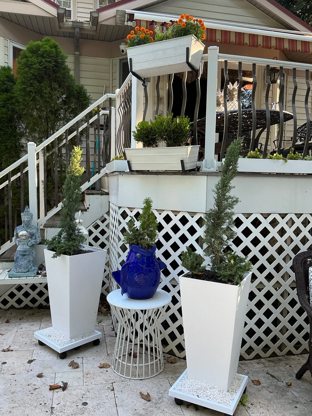 Customer photo review of Dwarf Italian Cypress, Mediterranean Cypress