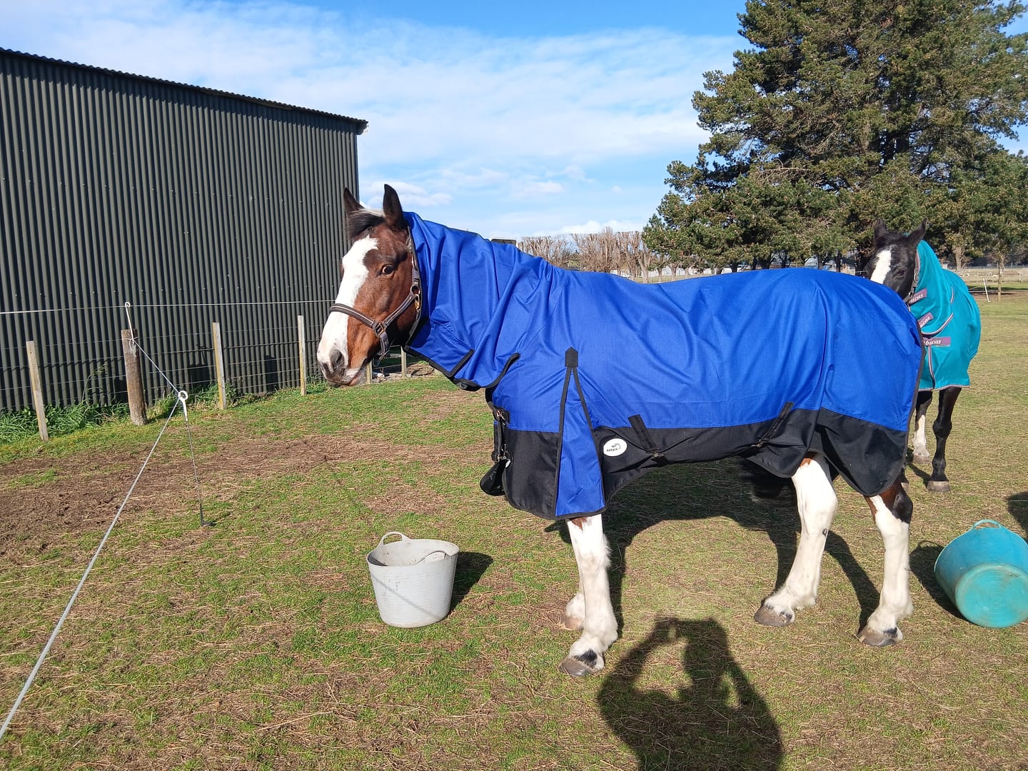 Customer photo review of NZ Tack Duke 1200D Combo