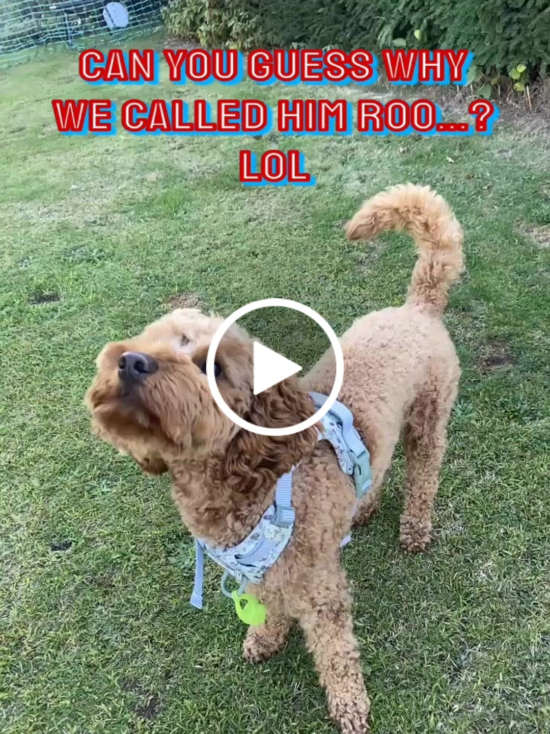 Customer video review of Disney© Tough Trails™ Harness - 100 Aker Wood