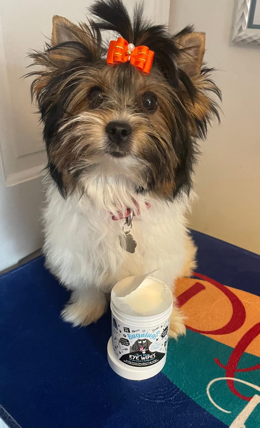 Customer photo review of Tear Stain Eye Wipes for Dogs 100 Pre-soaked & Biodegradable Wipes