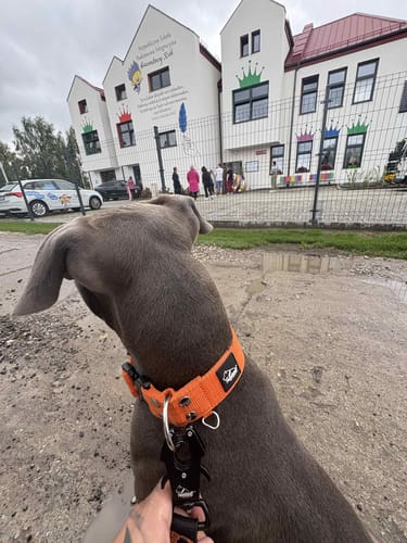 Customer photo review of Szeroka obroża z klamrą Extreme - Extreme Buckle Orange