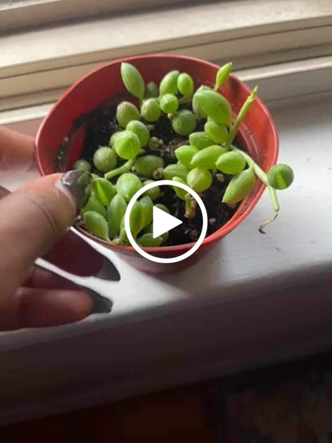 Customer video review of String of Watermelon – Senecio herreianus