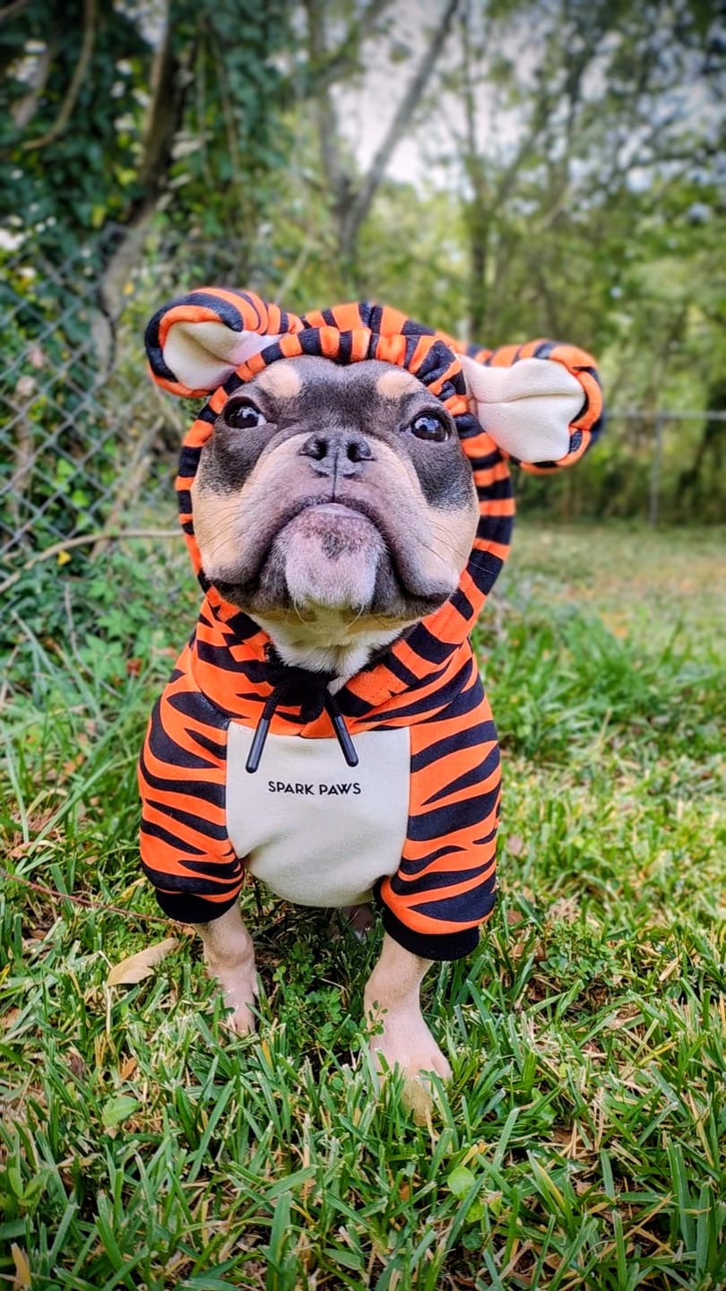 Customer photo review of Halloween Dog Hoodie - Tiger