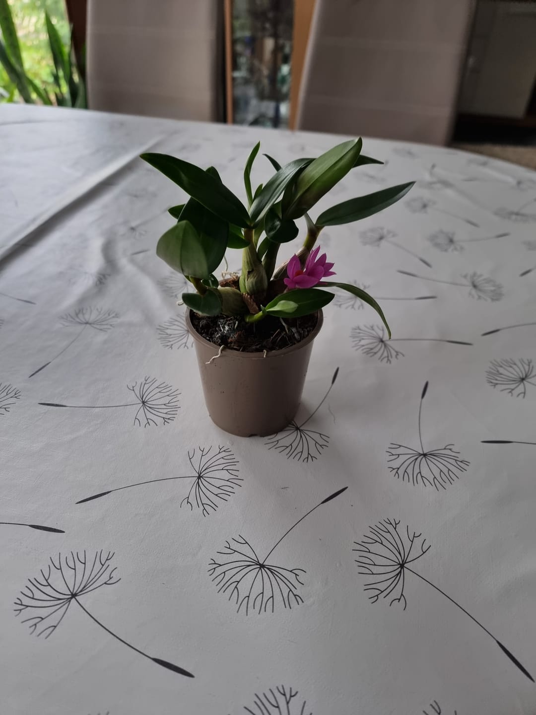 Customer photo review of Dendrobium Hibiki mit pinken Blüten