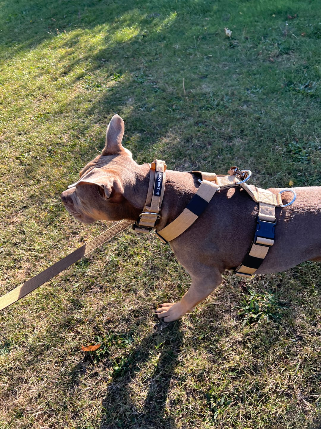 Customer photo review of 4cm Combat® Collar | Handle & Rated Clip - Tan