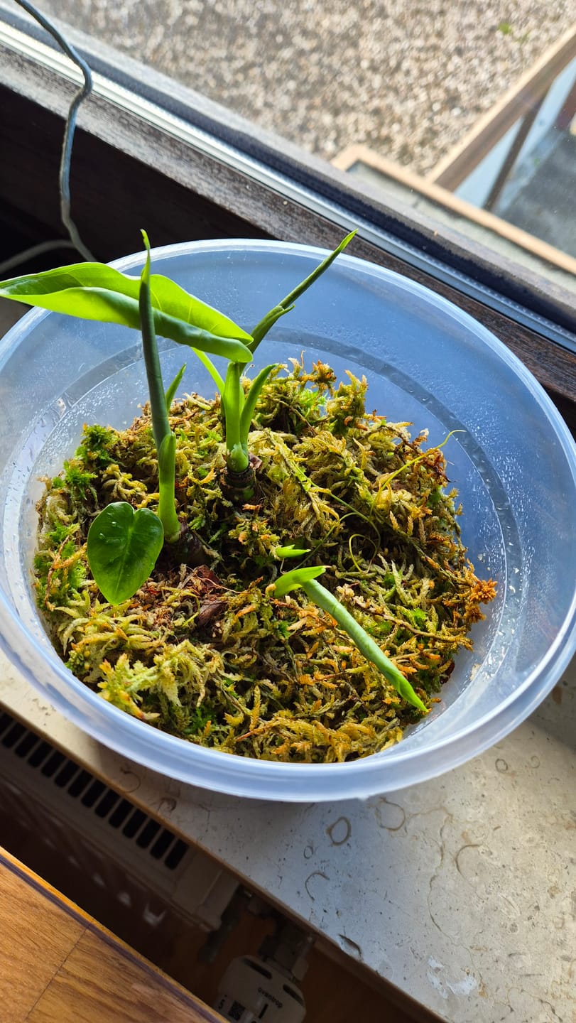 Customer photo review of Sphagnum Moss