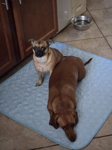 Customer photo review of Potty Buddy™ - The Durable Leak-Free Potty Pad