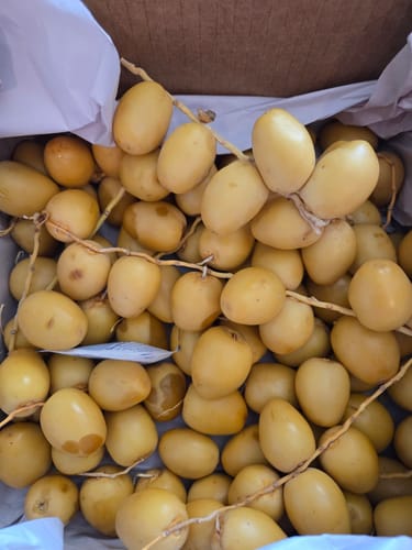 Customer photo review of Organic Yellow Barhi Dates (Khalal Barhi Dates)