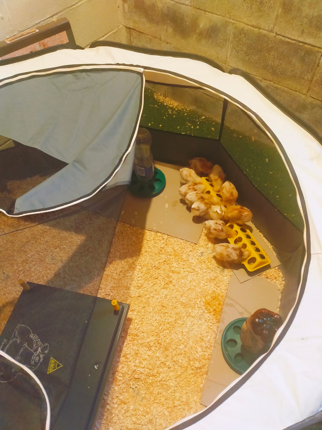 Customer photo review of Chick Brooder combo  WP50 #3