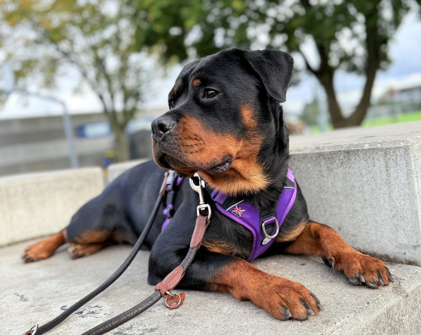 Customer photo review of Anti Pull Harness | With Handle & Lighter | Hurricane Harness - Purple