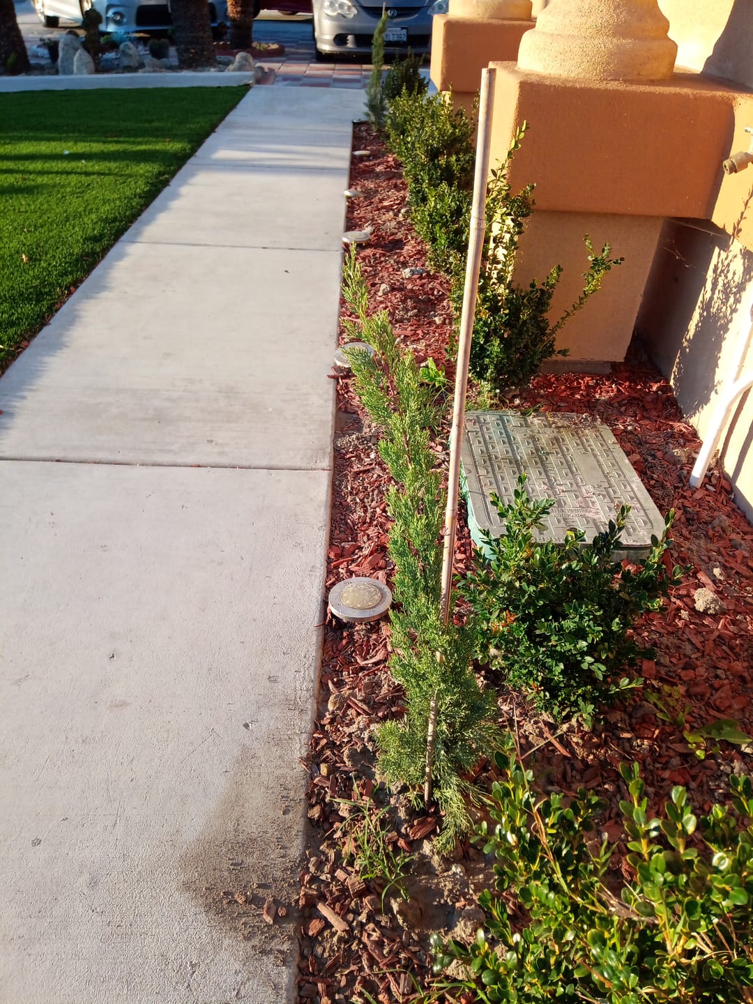 Customer photo review of Dwarf Italian Cypress, Mediterranean Cypress