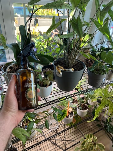 Customer photo review of Houseplant Pest Spray