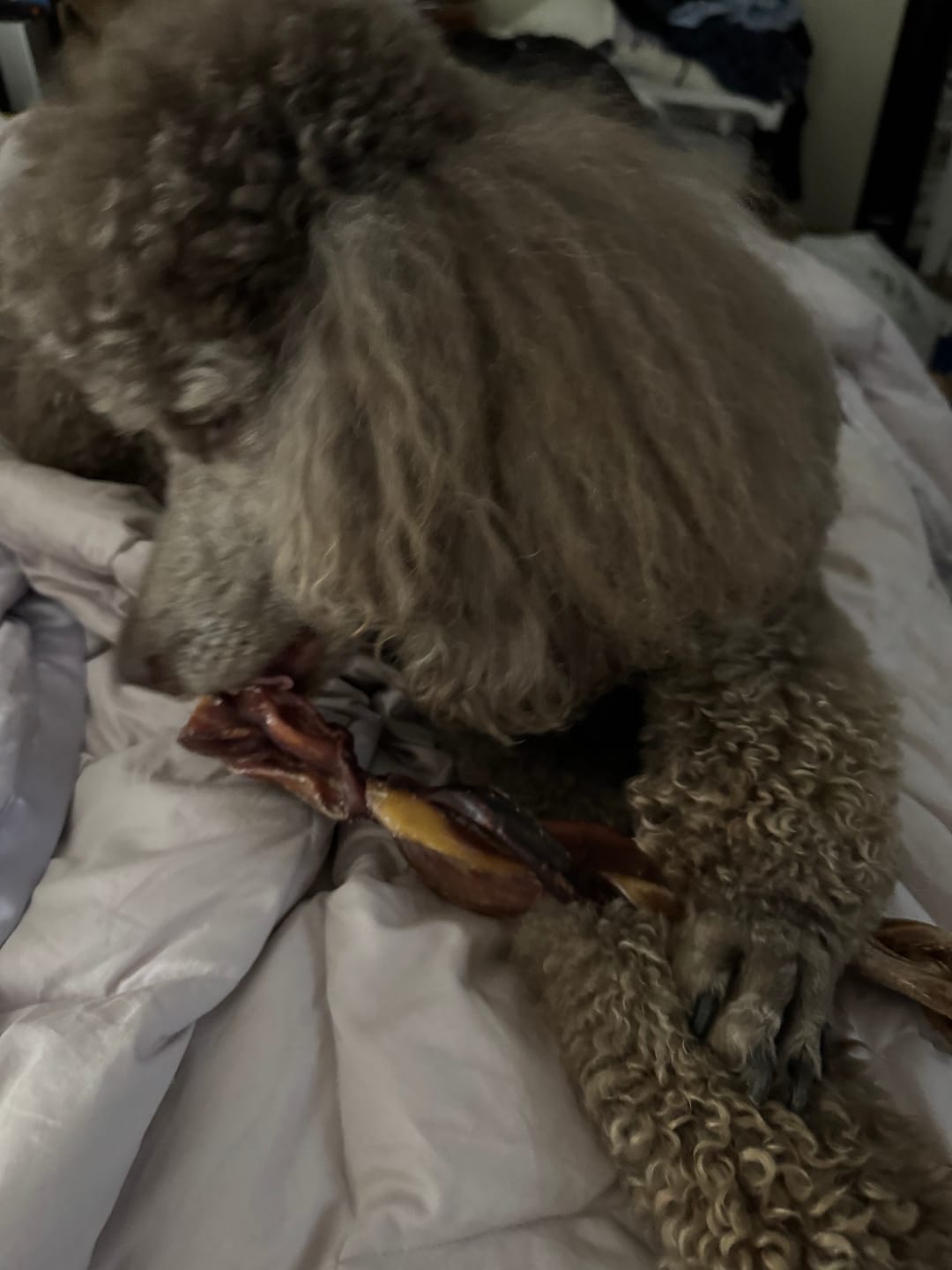 Customer photo review of 12 Inch Braided Bully Sticks