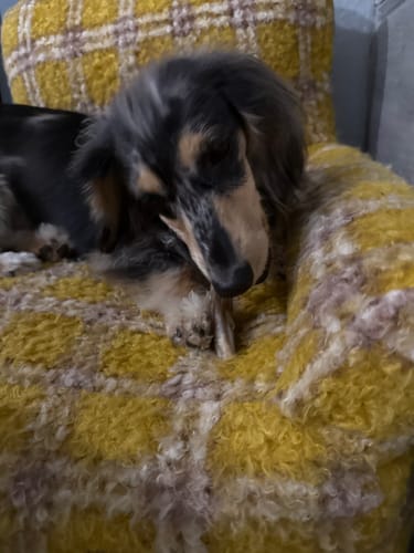 Customer photo review of Lamb collagen twist