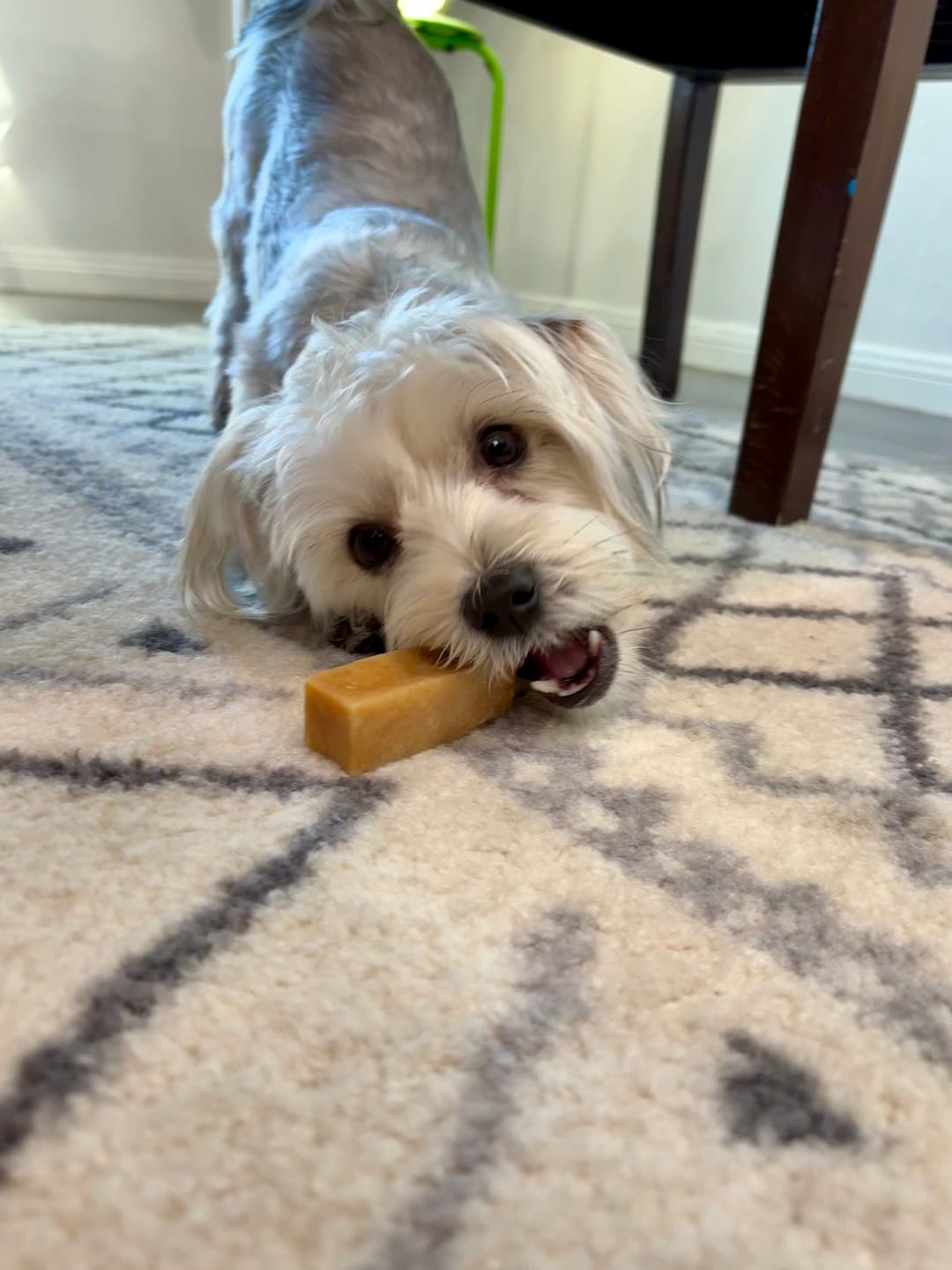 Customer photo review of Himalayan Yak Cheese Chew Dog Treat