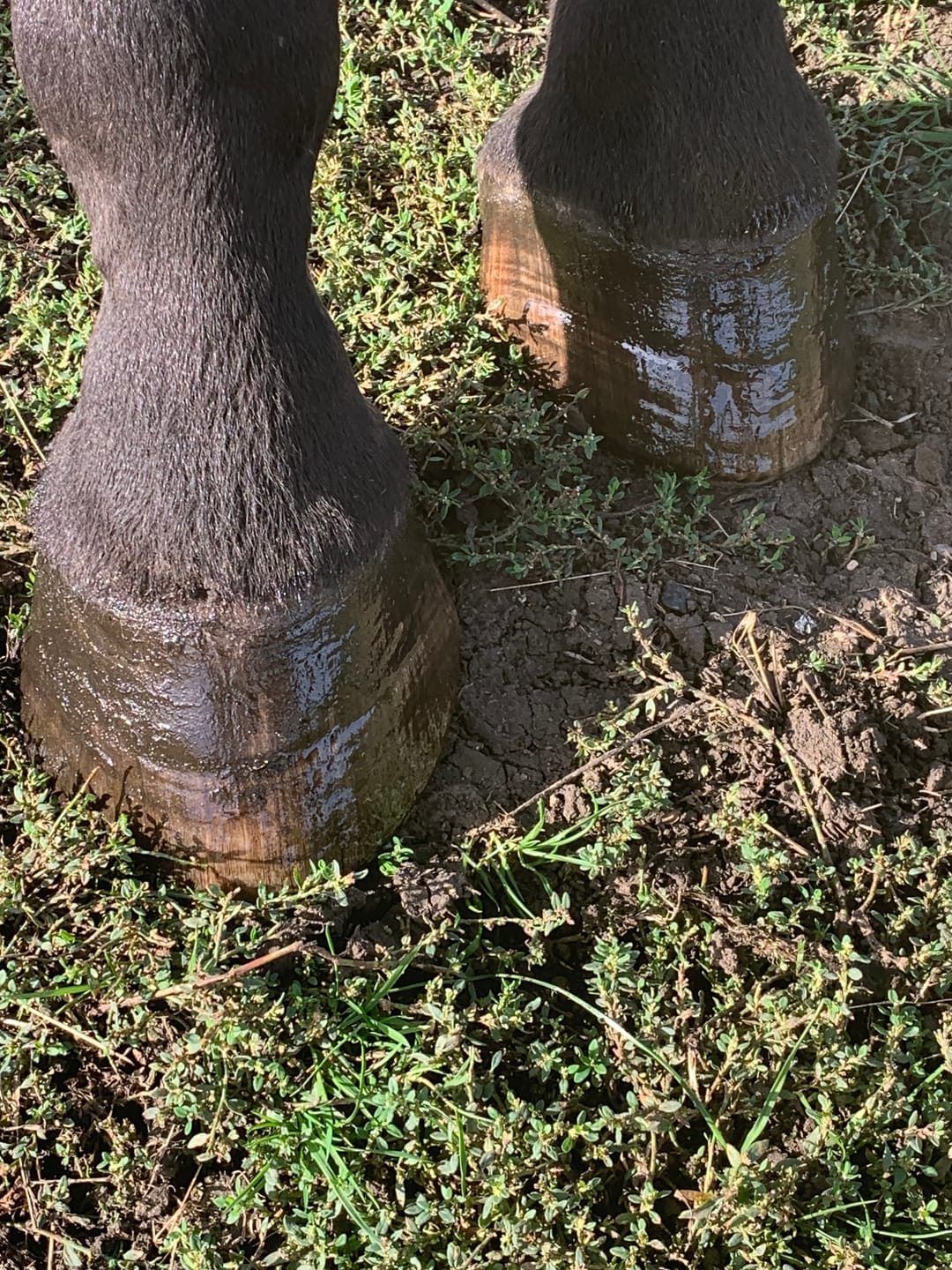 Customer photo review of Hoof Oil