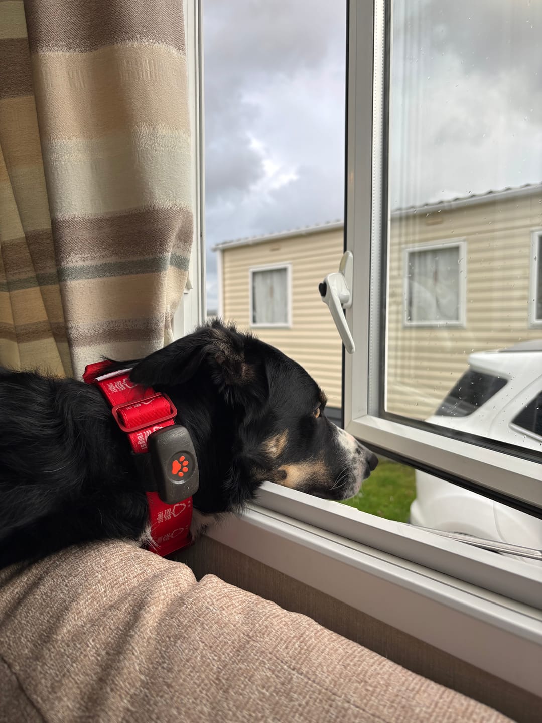 Customer photo review of 4cm LIGHTER Combat® Collar | Handle Rated Clip - Nottingham Forest