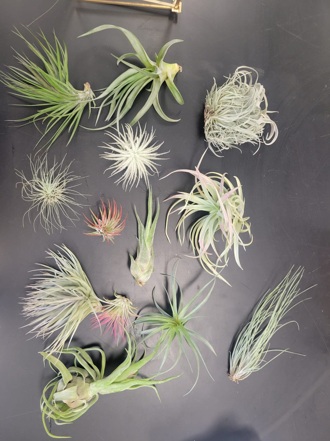 Customer photo review of 10 Pack Premium Air Plants Mix  *Cannot Be Shipped Internationally*